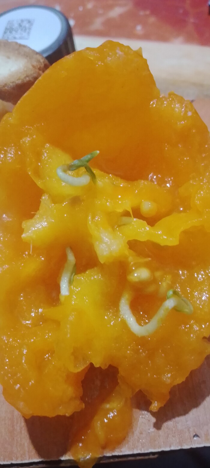 Новая жизнь