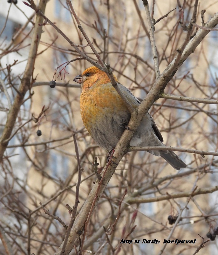 ������������ ��� (���. Pinicola enucleator). 24 ������ 2026. �������� ���������, �����-���������.