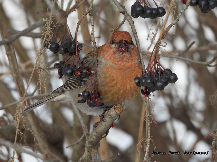 ������������ ��� (���. Pinicola enucleator). 24 ������ 2026. �������� ���������, �����-���������.