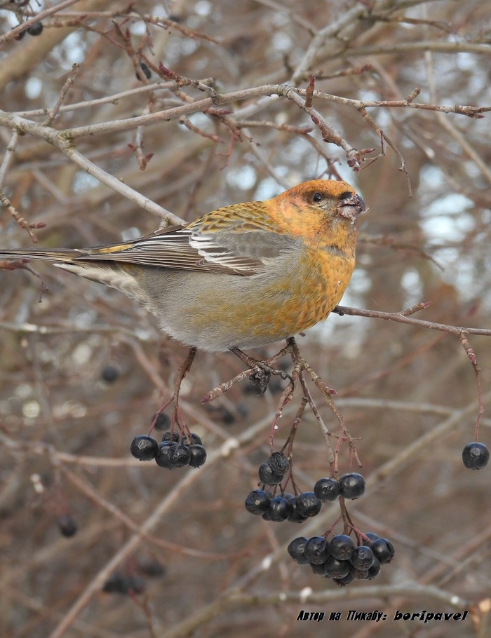 ������������ ��� (���. Pinicola enucleator). 24 ������ 2026. �������� ���������, �����-���������.