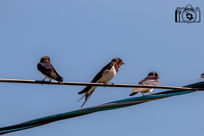 ����������� ��������