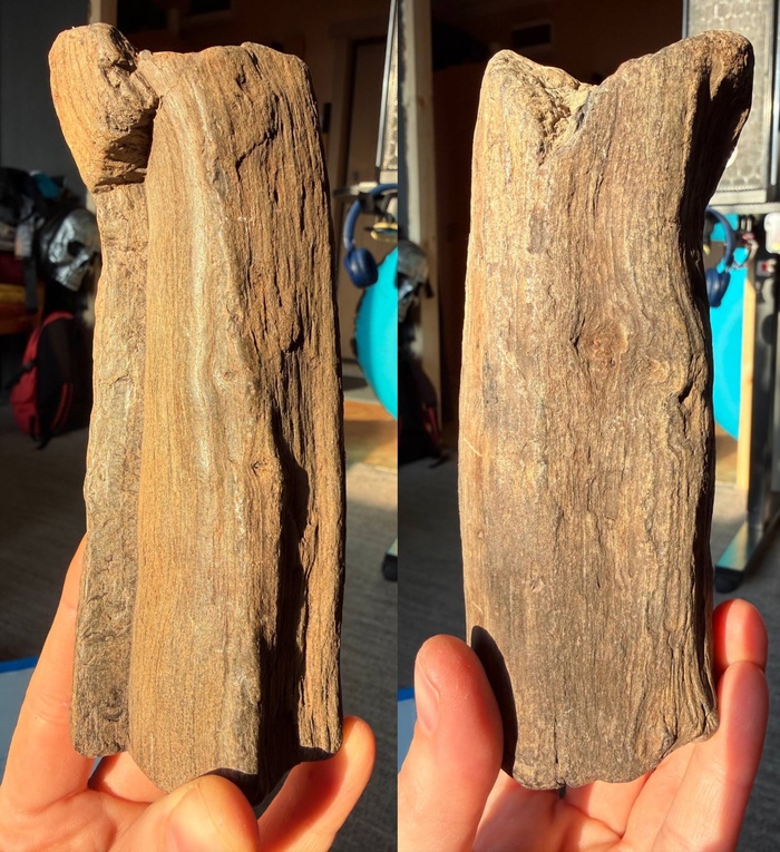 "Деревяшка" которой всего лишь 150 — 300 млн лет )