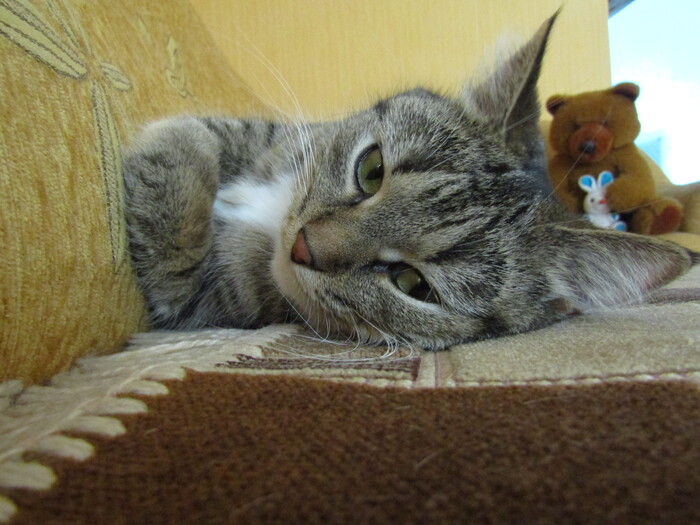 ���� ������� �������