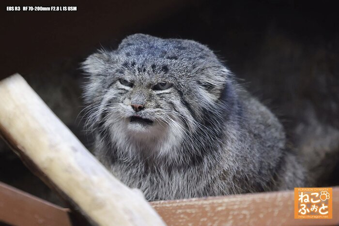 ����� �����������...