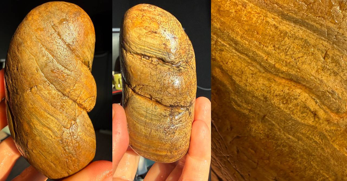 Тоже закремнённый кусочек. Я знаю что вы хотите написать на что он похож - пишите )