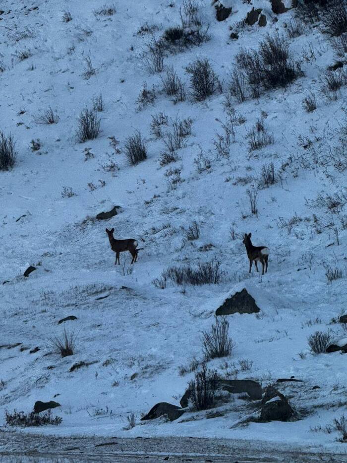 ����� ����