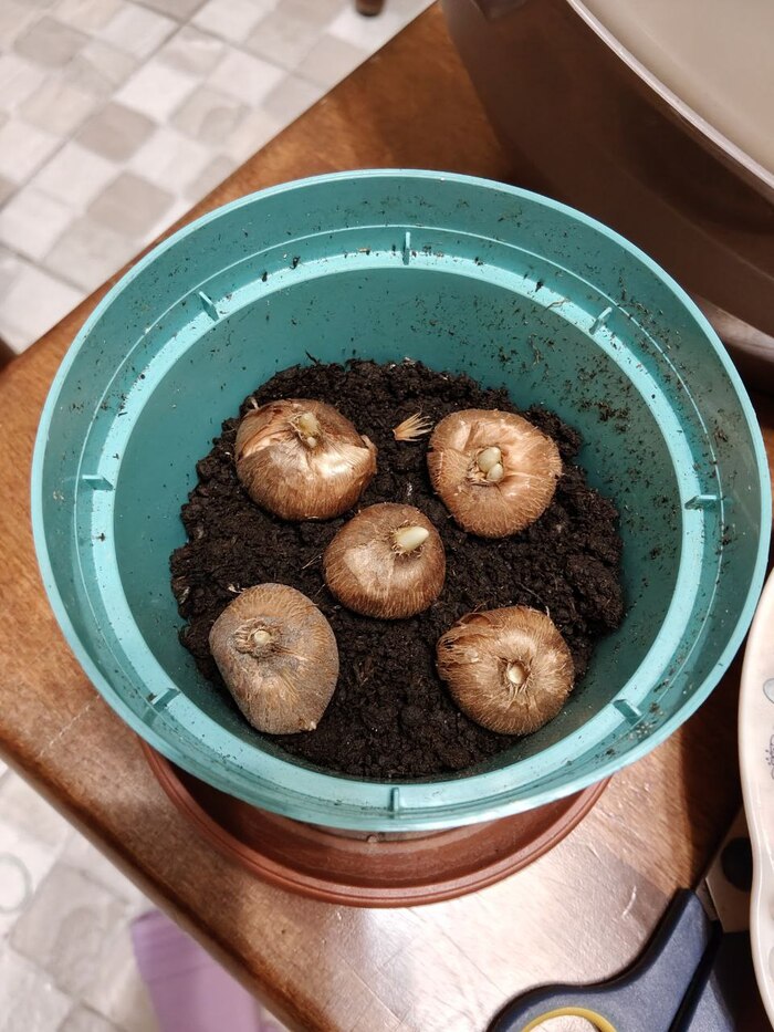 ������ ������ ��������, ���� ������� 1 ������