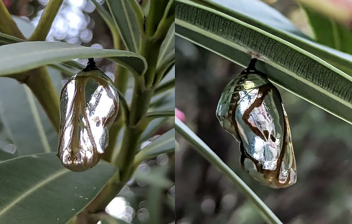 ���������� ������� ������� Euploea core, ������������������ � ��������� �� ����� ��������