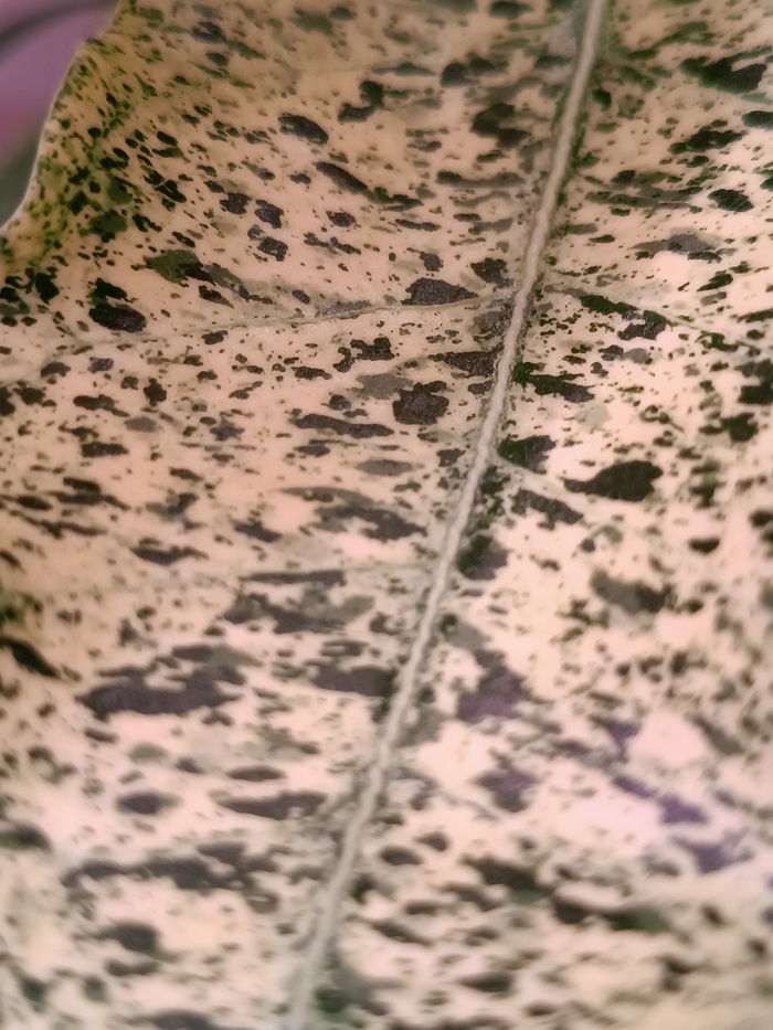 Adenium Striped Flover var.