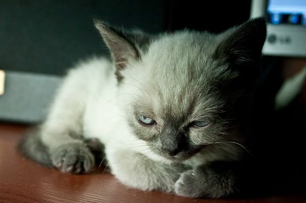 ������������� ����������� ������� ���. ������, ������!