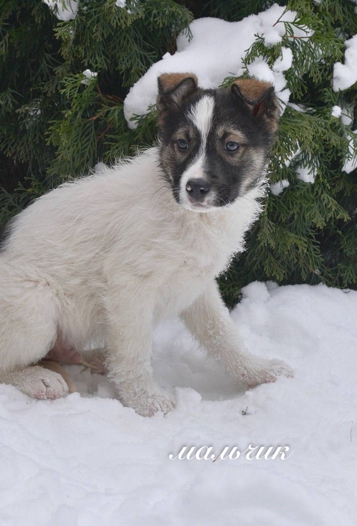 Семь замечательных щеночков ищут дом
