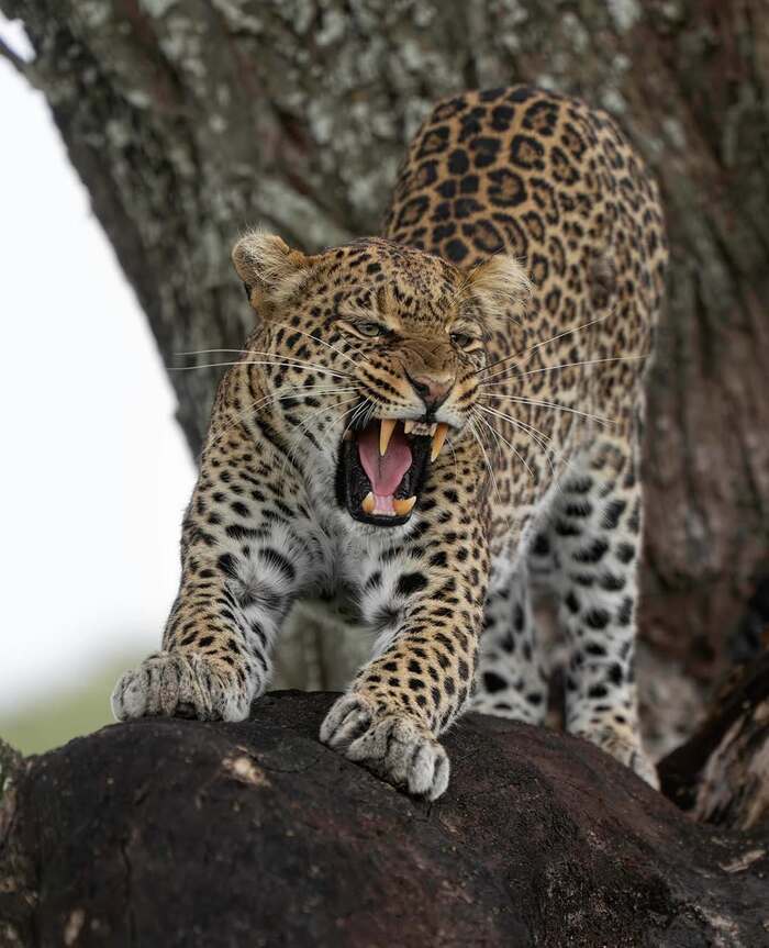 ����� ���������?