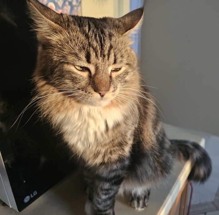 Солнечный котик