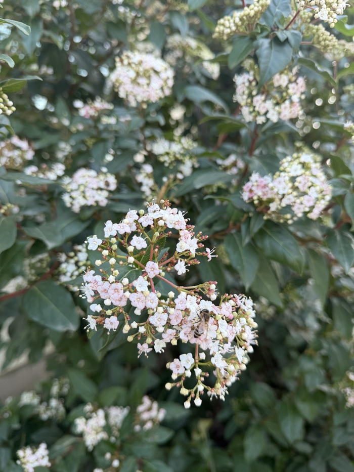 � �������� 