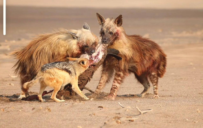 ����<a href="https://pikabu.ru/story/vsyo_chto_vam_nado_znat_o_truslivyikh_shakalakh_13634787?u=https%3A%2F%2Ft.me%2Fivanzatevakhin%2F4343&t=%D0%BE%D1%82%D1%81%D1%8E%D0%B4%D0%B0&h=4608ab6838f90a118105770e2a515653a858f2de" title="https://t.me/ivanzatevakhin/4343" target="_blank" rel="nofollow noopener"> ������</a>