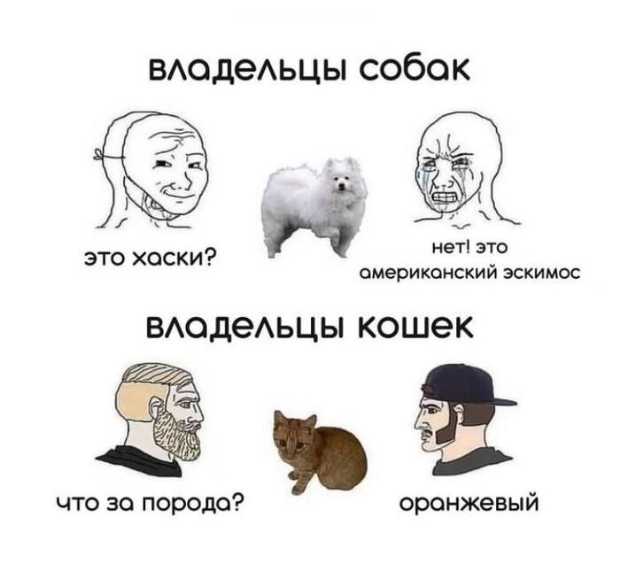 Прям цветовые версии личности у кошек