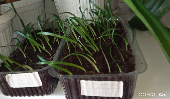 И тут тоже... Где-то здесь может вырасти красивое. А может быть, красивым будет не один.