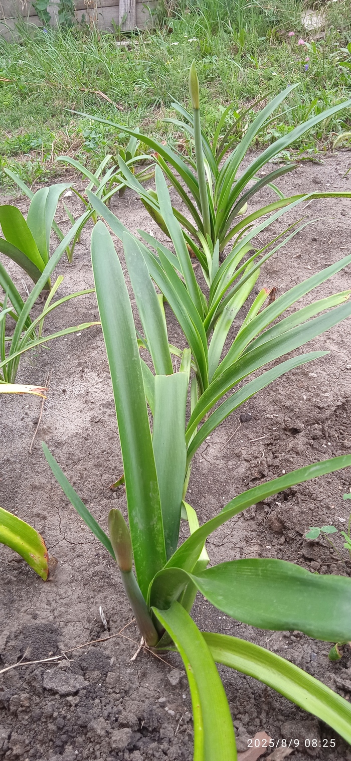 И со временем я дождалась цветения.