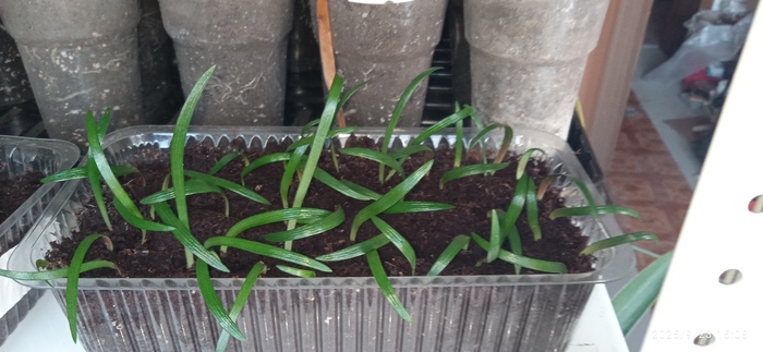 Новая партия малышей