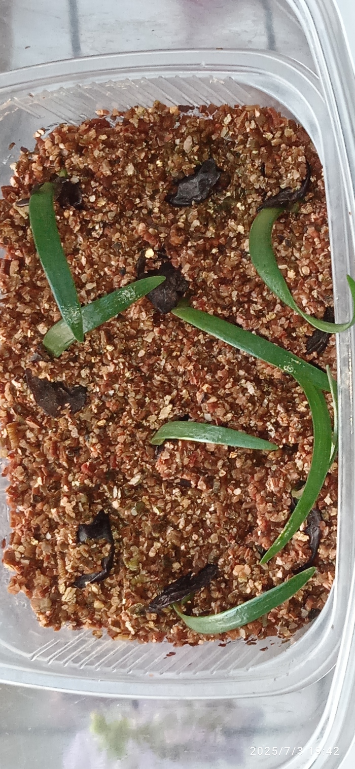 Вот такой "лучок" прорастает