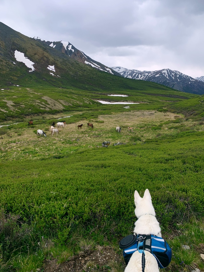 Наша туристка жаждет знакомства с коняшками