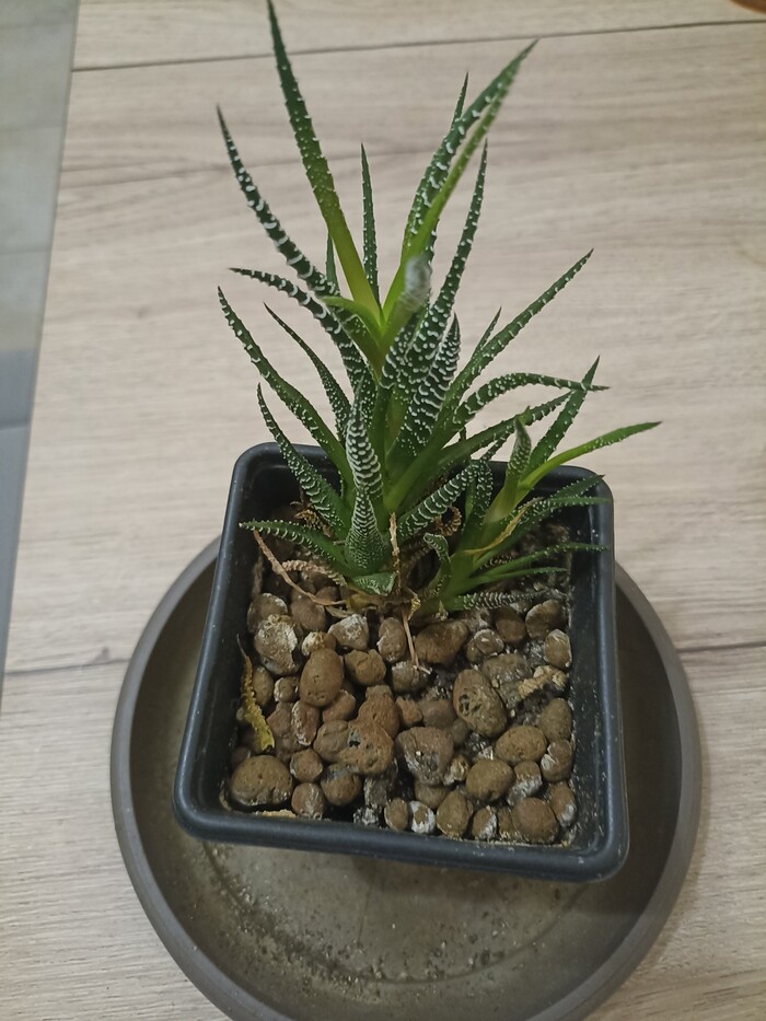 ��� ���? ��� �� ��� ���������?