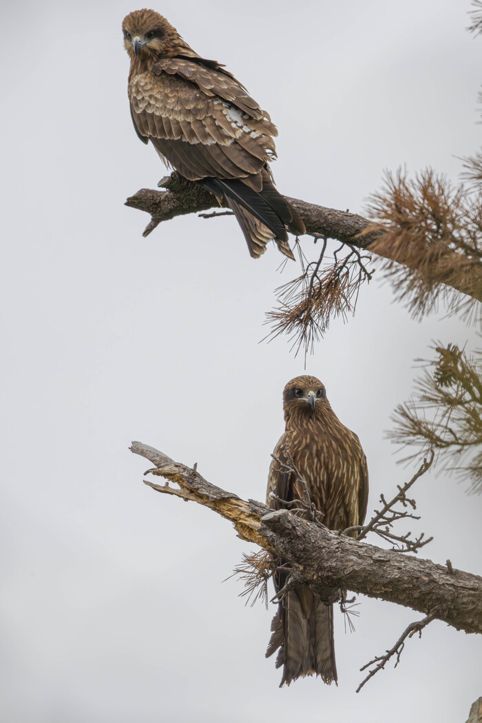 ���������, 2 �������) 