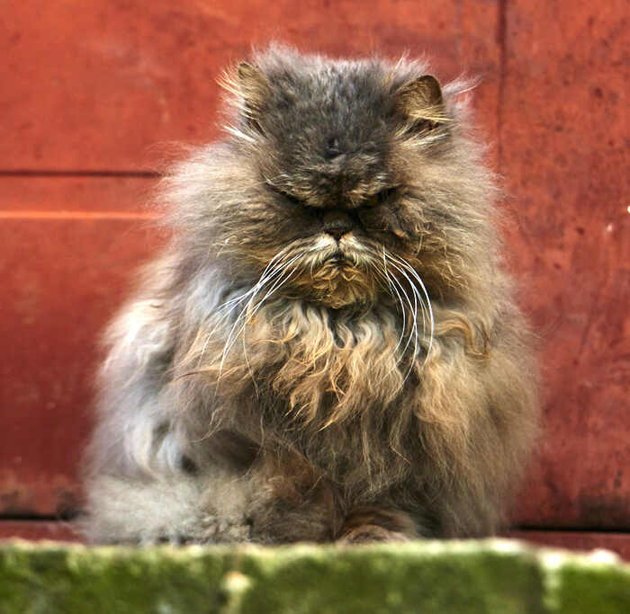 ��� ������ ���������� ����