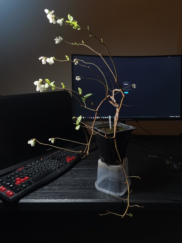 голубика из садового магазина