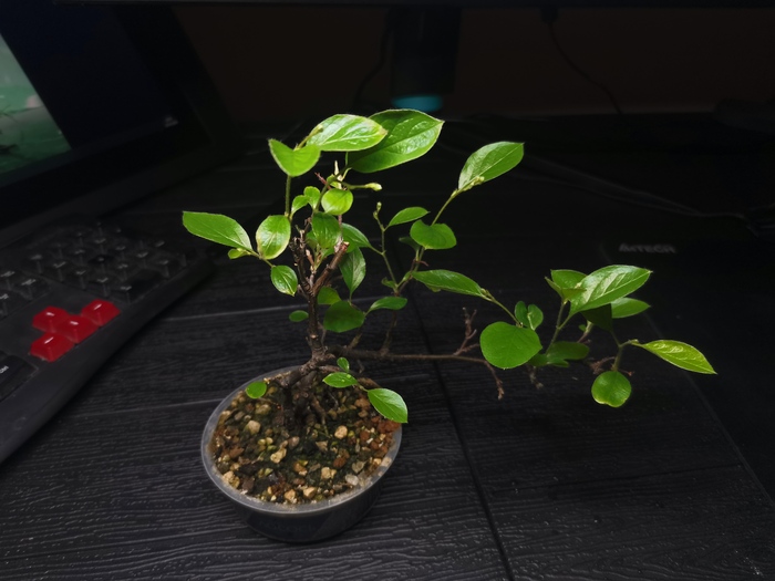 кизильник блестящий - начальный черенок был срезан с куста во дворе