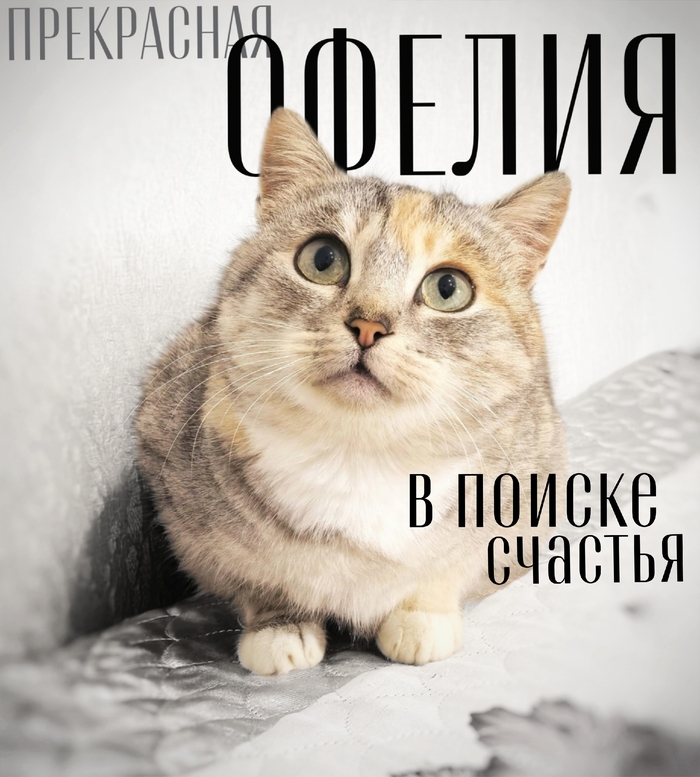 ������ ����� ���