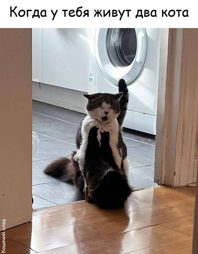 ��� ����