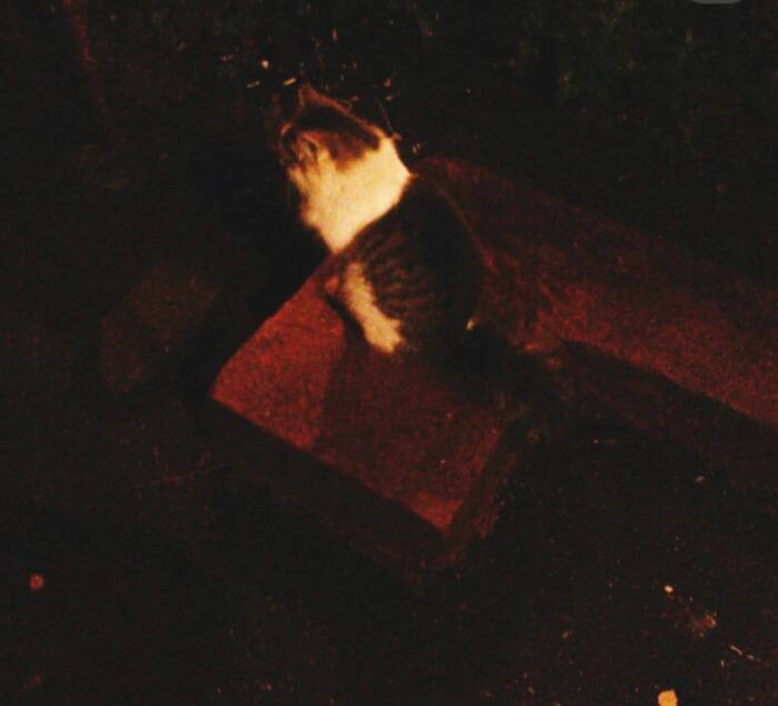 Первый день нашей встречи с Батоном