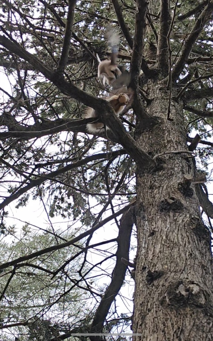 Нападение на белку с воздуха))) прибежала жаловаться)) есть видео!Ни одна белка не пострадала)