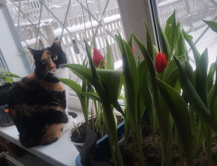 Ладно, давайте показывайте свою последнюю фотографию кота