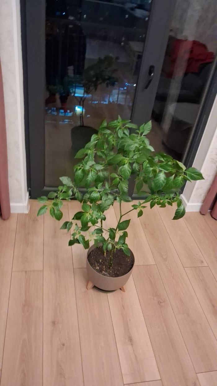 ����� ����� �������