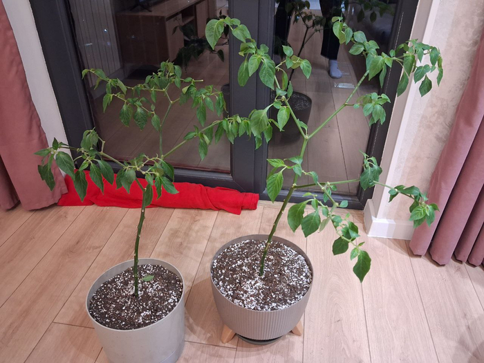 ������ ��� ��� ����� ���������