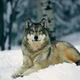 Аватар пользователя Friendlywolf