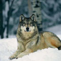 Friendlywolf