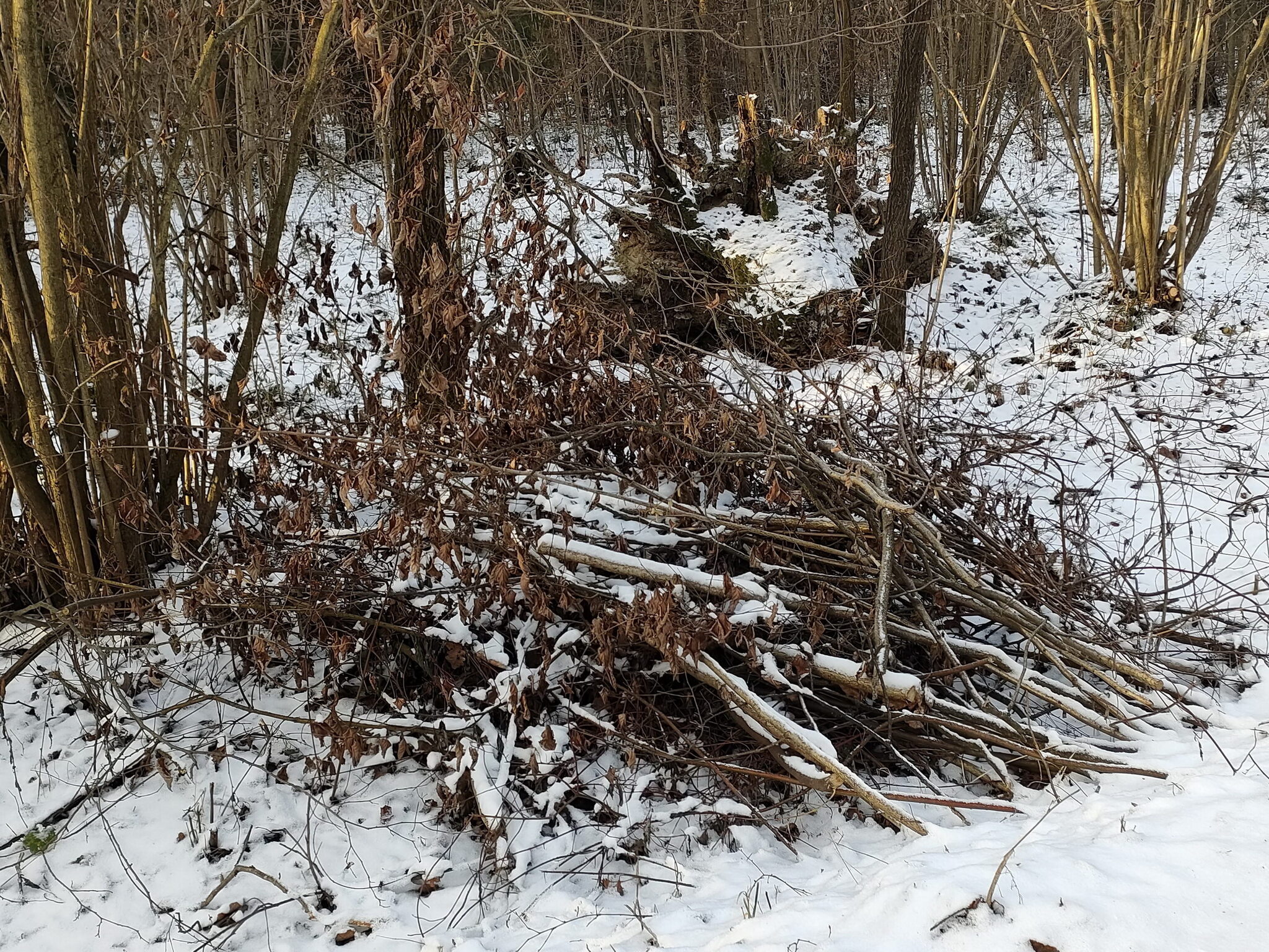 Losiny Ostrov – 2 years under Moscow City Hall. What's the point?! Let's take stock. - Series Why does the Moscow Mayors Office need Losiny Ostrov, My, Elk Island, Sergei Sobyanin, Department of Culture, City hall, Video, Video VK, Longpost