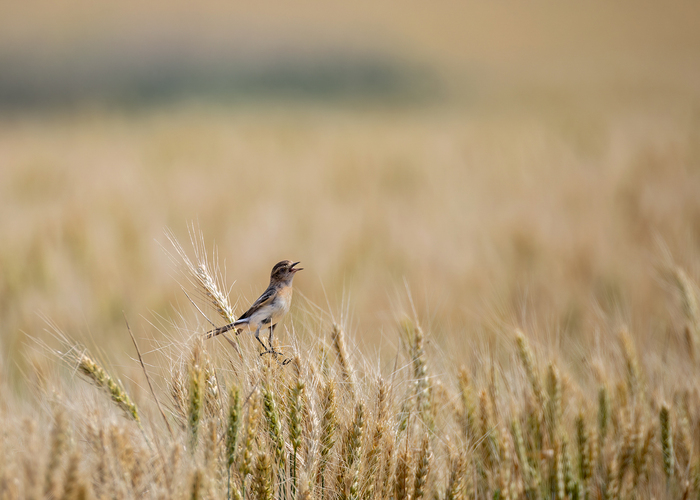 ����� ������������� ������