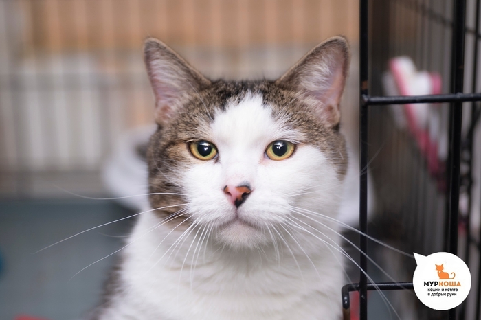 ��� �����, 6 ���, ��������.