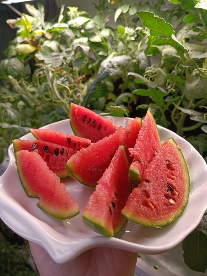 ������ ����