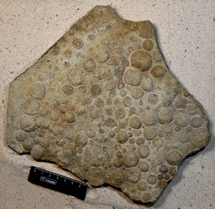 ������� ����������������� (Beltanelliformis) �� ��������� ������������� ����� ��� ���.