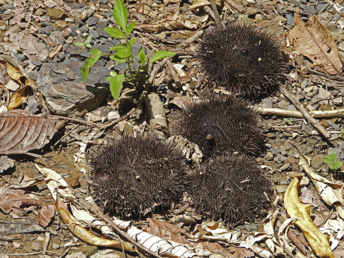 ����� ������, ����. ���� �. ����������.