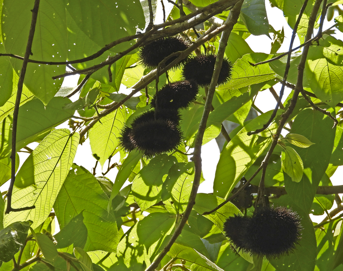 ����� ������, ����. ���� �. ����������.