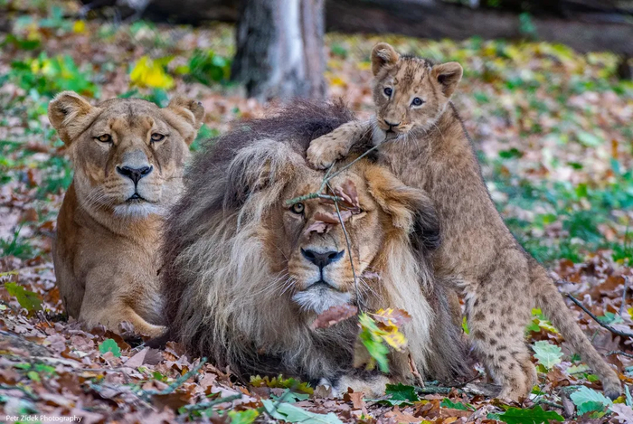 Семейное фото