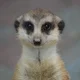 ����� ����� ������ ���� �����������