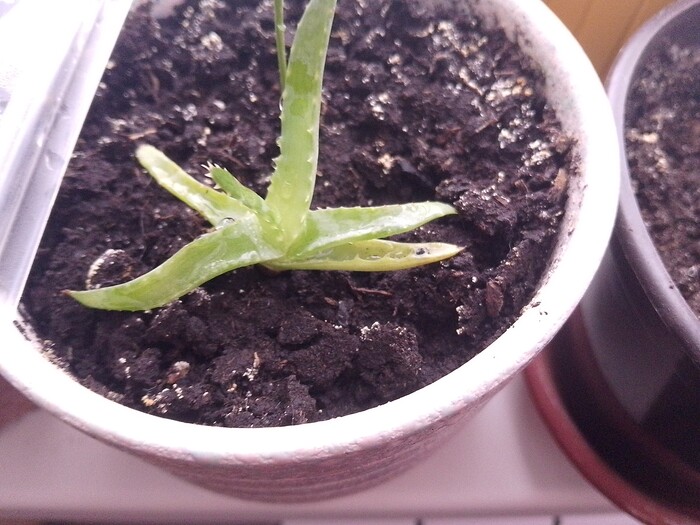 Отросток алоэ. Выживет или нет?