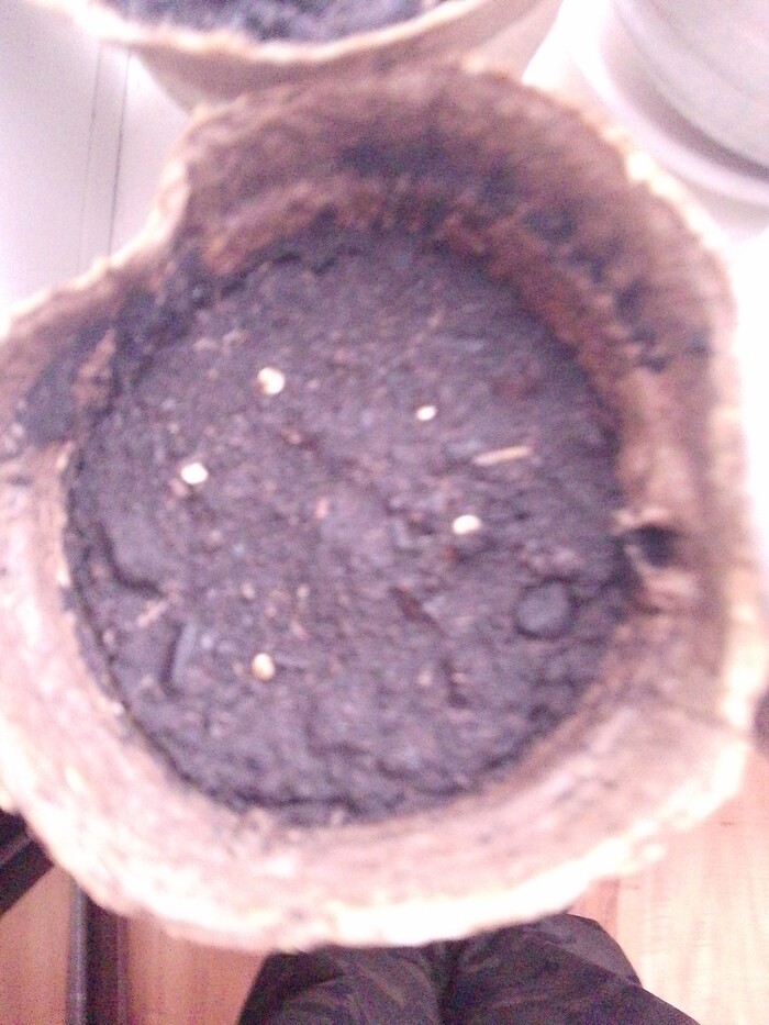 Мирт дал корешки